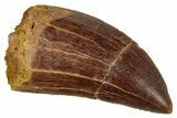 Serrated, Carcharodontosaurus Tooth - Gorgeous Tooth #241401-1